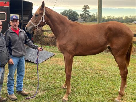 Horse Syndicates 101: Everything You've Ever Wanted To Know.